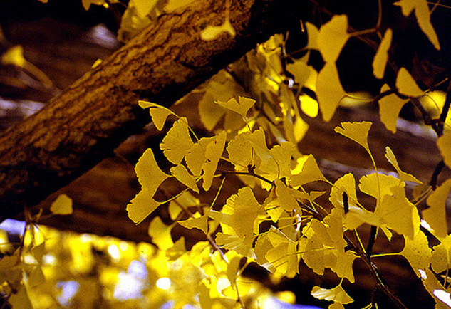 Ginkgo leaves